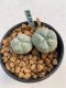 Lophophora williamsii Texana 3-5 cm 8 years old - ownroot grow from seed give flower