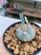 Lophophora williamsii Texana 3-5 cm 8 years old - ownroot grow from seed give flower