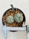 Lophophora williamsii Texana 3-5 cm 8 years old - ownroot grow from seed give flower