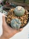 Lophophora williamsii Texana 3-5 cm 8 years old - ownroot grow from seed give flower
