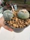 Lophophora williamsii Texana 3-5 cm 8 years old - ownroot grow from seed give flower
