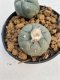 Lophophora williamsii Texana 3-5 cm 8 years old - ownroot grow from seed give flower