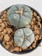 Lophophora williamsii Texana 3-5 cm 8 years old - ownroot grow from seed give flower
