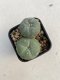 Lophophora williamsii 3-4 cm 4-5 years old - ownroot grow from seed