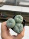 Lophophora williamsii 3-4 cm 4-5 years old - ownroot grow from seed