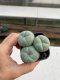 Lophophora williamsii 3-4 cm 4-5 years old - ownroot grow from seed