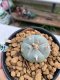 Lophophora williamsii Texana 3-5 cm 8 years old - ownroot grow from seed give flower