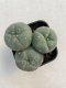 Lophophora williamsii 3-4 cm 4-5 years old - ownroot grow from seed