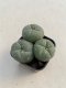 Lophophora williamsii 3-4 cm 4-5 years old - ownroot grow from seed