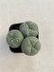 Lophophora williamsii 3-4 cm 4-5 years old - ownroot grow from seed