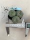 Lophophora williamsii 3-4 cm 4-5 years old - ownroot grow from seed