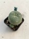 Lophophora williamsii 3-4 cm 4-5 years old - ownroot grow from seed