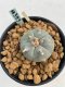 Lophophora williamsii Texana 3-5 cm 8 years old - ownroot grow from seed give flower