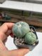 Lophophora williamsii 3-4 cm 4-5 years old - ownroot grow from seed