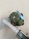 Lophophora williamsii 3-4 cm 4-5 years old - ownroot grow from seed