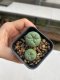 Lophophora williamsii 3-4 cm 4-5 years old - ownroot grow from seed