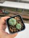 Lophophora williamsii 3-4 cm 4-5 years old - ownroot grow from seed