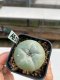 Lophophora williamsii 3-4 cm 4-5 years old - ownroot grow from seed