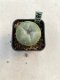 Lophophora williamsii 3-4 cm 4-5 years old - ownroot grow from seed
