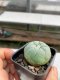 Lophophora williamsii 3-4 cm 4-5 years old - ownroot grow from seed