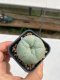 Lophophora williamsii 3-4 cm 4-5 years old - ownroot grow from seed