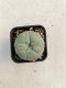 Lophophora williamsii 3-4 cm 4-5 years old - ownroot grow from seed