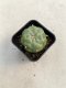 Lophophora williamsii 3-4 cm 4-5 years old - ownroot grow from seed