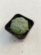 Lophophora williamsii 3-4 cm 4-5 years old - ownroot grow from seed