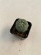 Lophophora williamsii 3-4 cm 4-5 years old - ownroot grow from seed