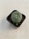 Lophophora williamsii 3-4 cm 4-5 years old - ownroot grow from seed