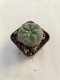 Lophophora williamsii 3-4 cm 4-5 years old - ownroot grow from seed