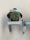 Lophophora williamsii 3-4 cm 4-5 years old - ownroot grow from seed