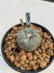 Lophophora williamsii Texana 3-5 cm 8 years old - ownroot grow from seed give flower