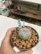 Lophophora williamsii Texana 3-5 cm 8 years old - ownroot grow from seed give flower