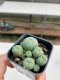 Lophophora williamsii 3-4 cm 4-5 years old - ownroot grow from seed