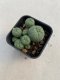 Lophophora williamsii 3-4 cm 4-5 years old - ownroot grow from seed