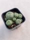 Lophophora williamsii 3-4 cm 4-5 years old - ownroot grow from seed