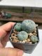 Lophophora williamsii 3-4 cm 4-5 years old - ownroot grow from seed