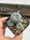 Lophophora williamsii 3-4 cm 4-5 years old - ownroot grow from seed