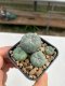 Lophophora williamsii 3-4 cm 4-5 years old - ownroot grow from seed