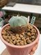 Lophophora williamsii Texana 3-5 cm 8 years old - ownroot grow from seed give flower
