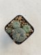 Lophophora williamsii 3-4 cm 4-5 years old - ownroot grow from seed