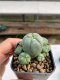 Lophophora williamsii 3-4 cm 4-5 years old - ownroot grow from seed