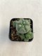 Lophophora williamsii 3-4 cm 4-5 years old - ownroot grow from seed