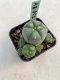 Lophophora williamsii 3-4 cm 4-5 years old - ownroot grow from seed