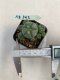 Lophophora williamsii 3-4 cm 4-5 years old - ownroot grow from seed