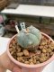 Lophophora williamsii Texana 3-5 cm 8 years old - ownroot grow from seed give flower