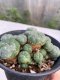 Lophophora williamsii 8-10 cm 13 years old - ownroot grow from seed