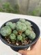 Lophophora williamsii 8-10 cm 13 years old - ownroot grow from seed