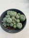 Lophophora williamsii 8-10 cm 13 years old - ownroot grow from seed